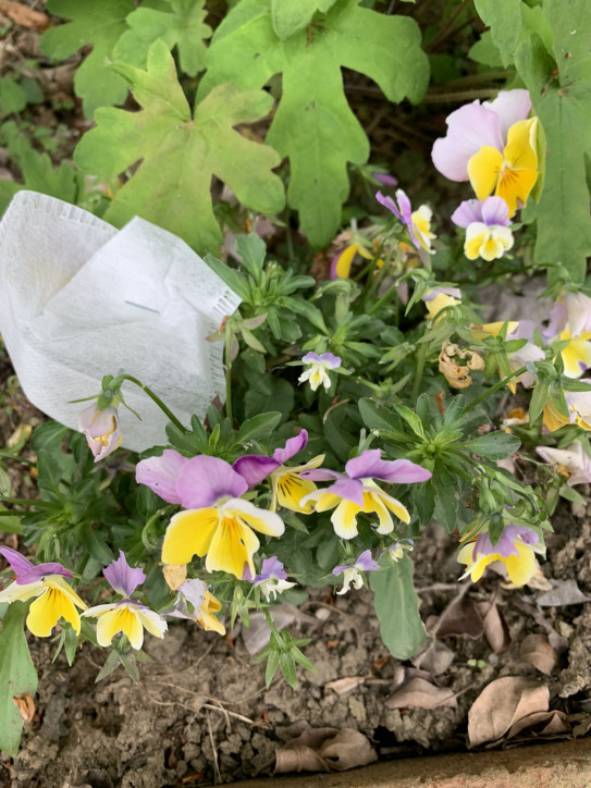 ビオラの種取りの季節 靴下と庭と手作りの暮らし