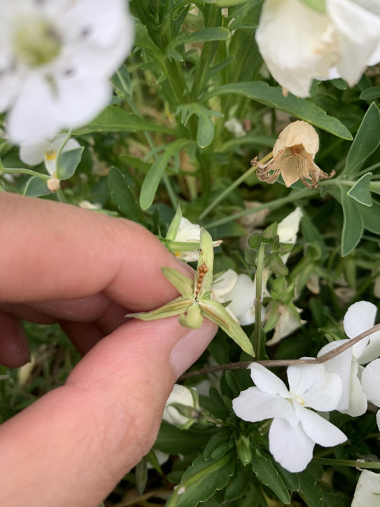 ビオラの種取りの季節 靴下と庭と手作りの暮らし