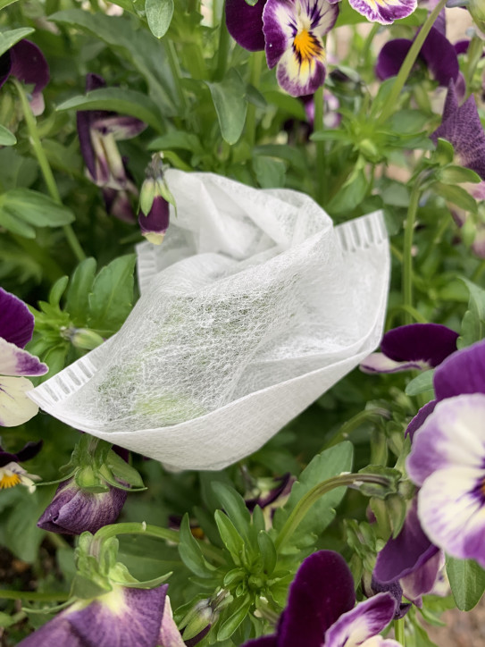 ビオラの種取りの季節 靴下と庭と手作りの暮らし