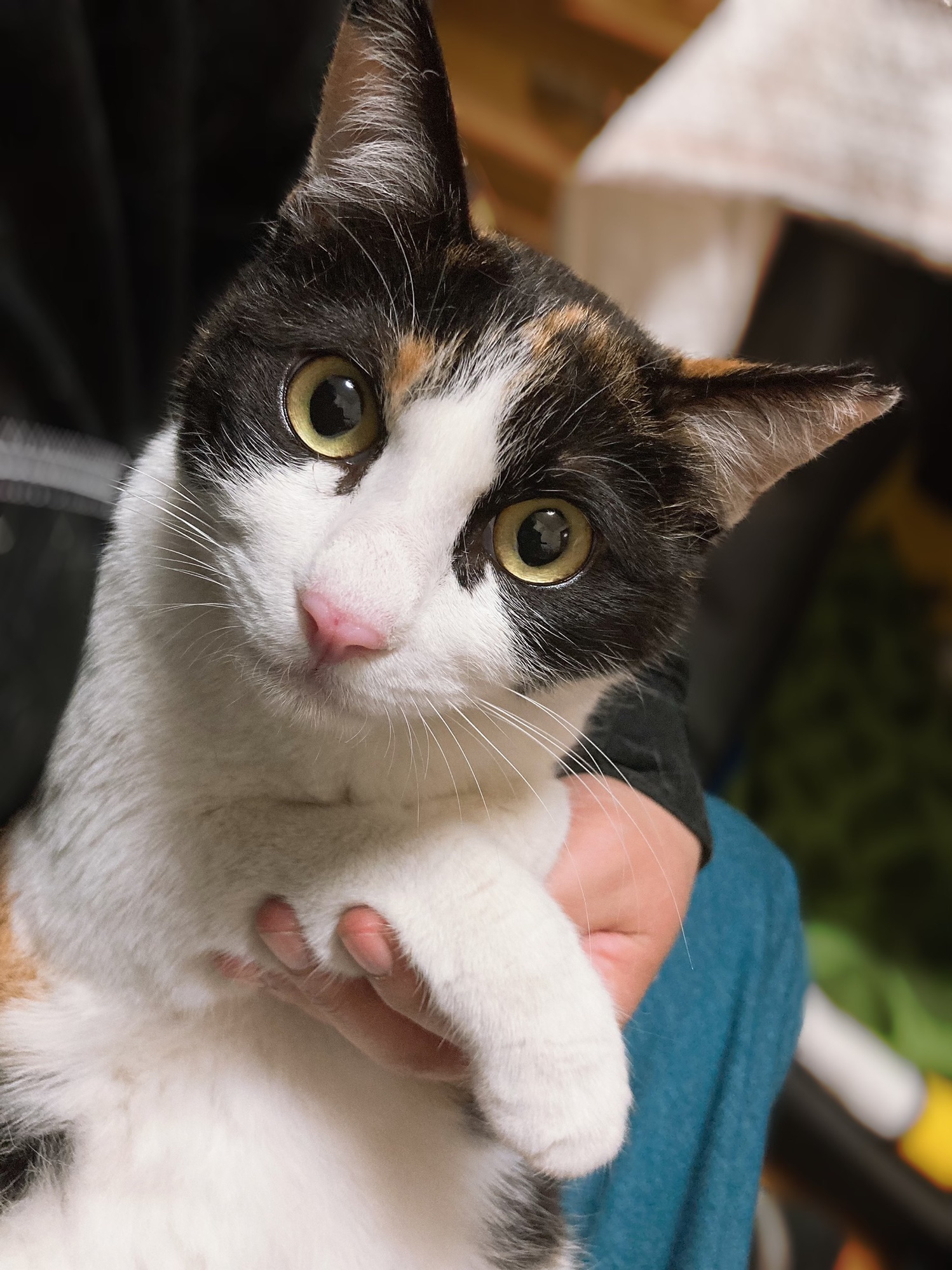 人気定番 シルちゃんさまご購入リメイク鉢 丸型いちごと子猫ちゃんたち 珍しい Cpslsctrainingportal Com