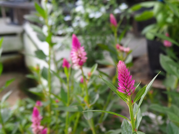 玉木園芸 入荷情報