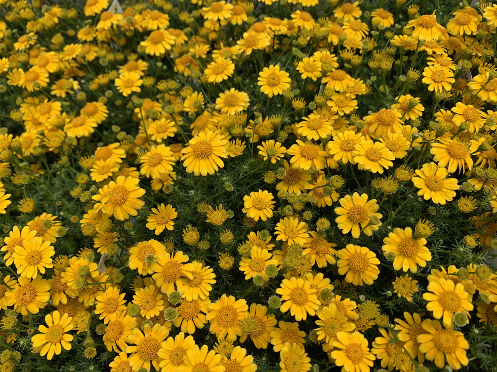  and Green 入荷情報