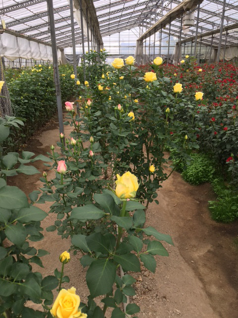 ソラーレ 前澤薔薇園