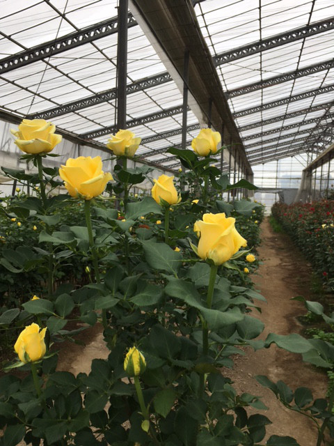 ソラーレ 前澤薔薇園