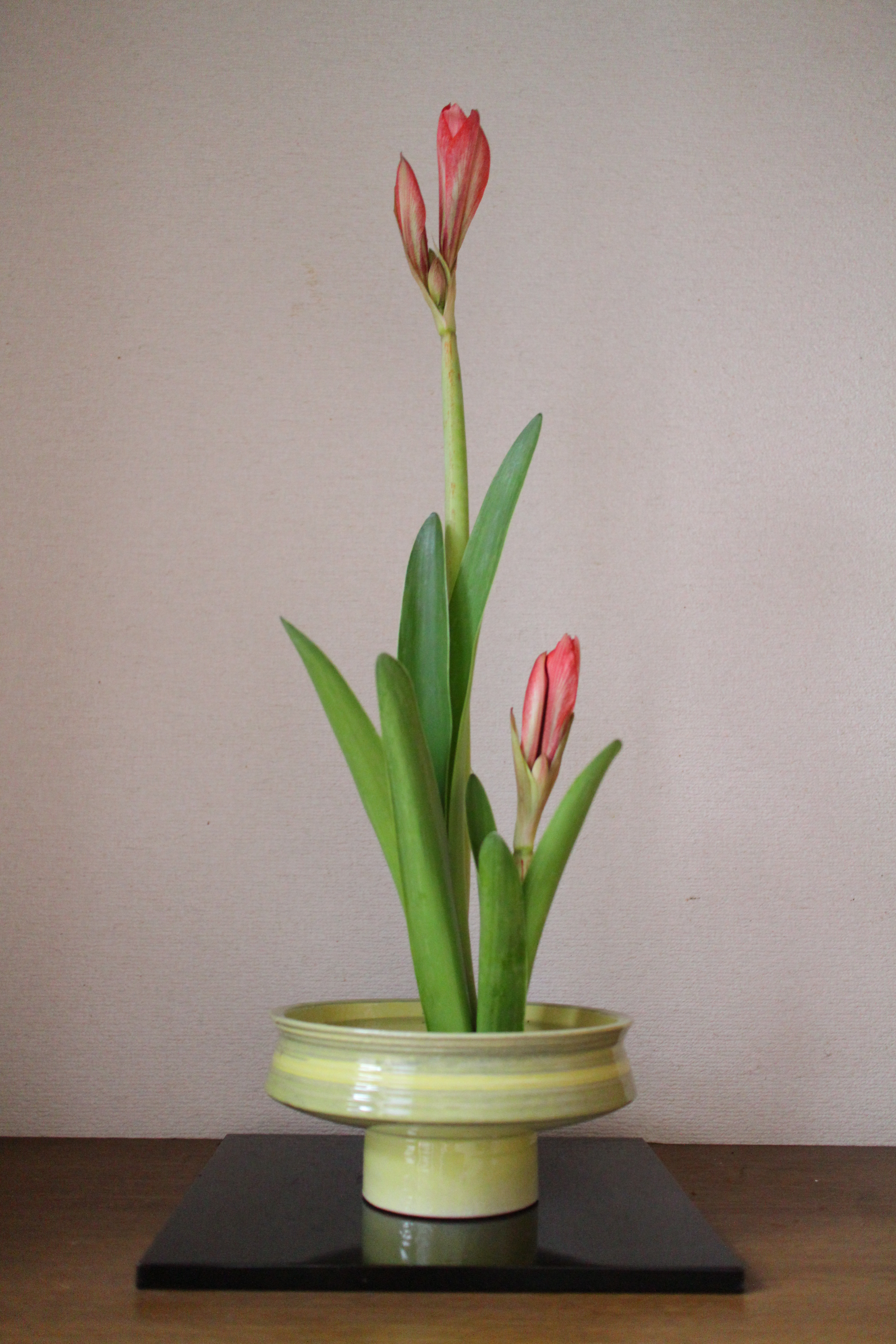 アマリリスの格花 花