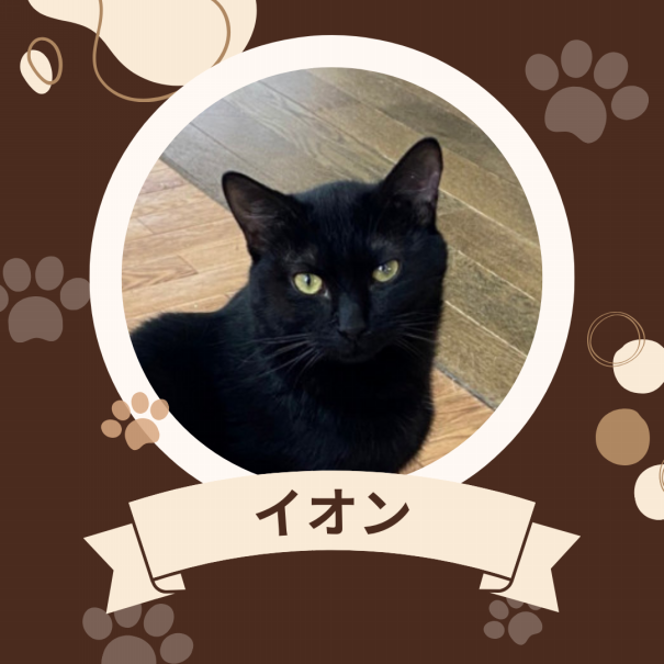 黒猫 | 野良猫もみな家族だよ／RABBITONALY