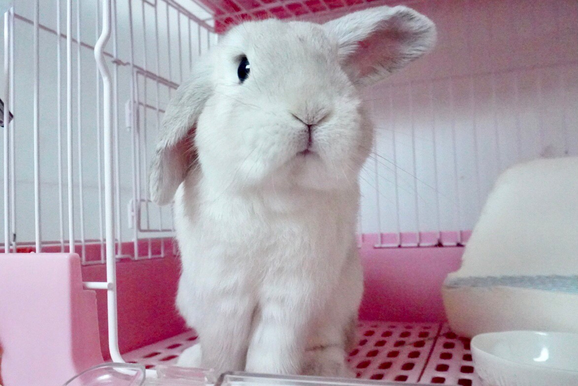 ☆新入りさん🐰保護うさぎさん20匹紹介致します✨☆ | 野良猫もみな