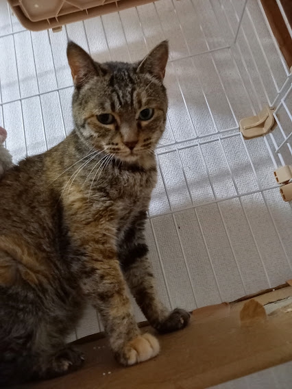 小麦ちゃん確認用 小麦ちゃん確認用 SRDX ナースウィッチ小麦ちゃんマジカルて 小麦