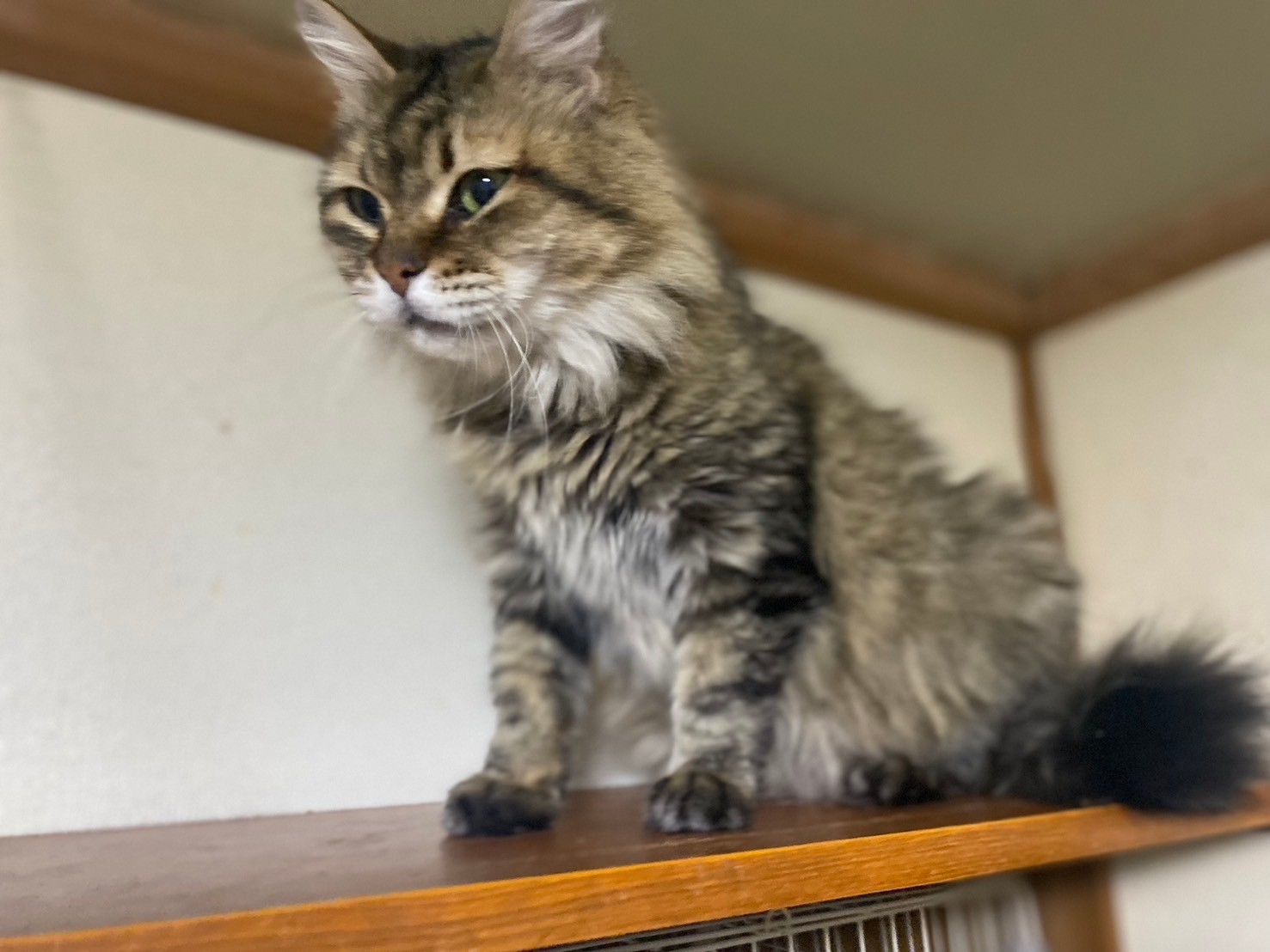 ☆FIP療養組🐱すずちゃん・雷くん経過良好です✨☆ | 野良猫もみな家族 