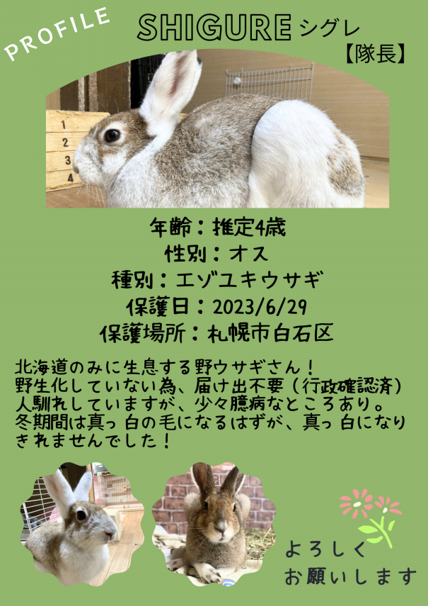 うさぎ？さん確認用 