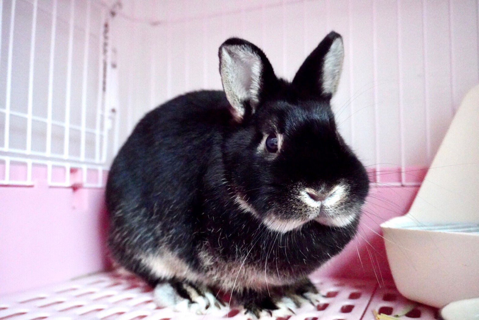 ☆新入りさん🐰保護うさぎさん20匹紹介致します✨☆ | 野良猫もみな