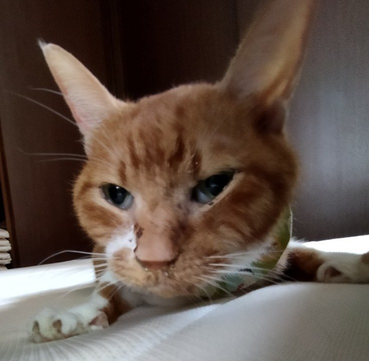 ☆猫伝染性腹膜炎(FIP)について☆ 野良猫もみな、家族だよ