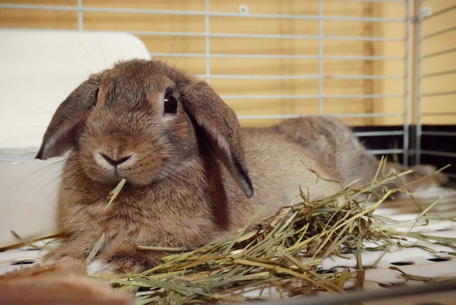 うさぎねこブラック38ロングタイプ DEMONIA 