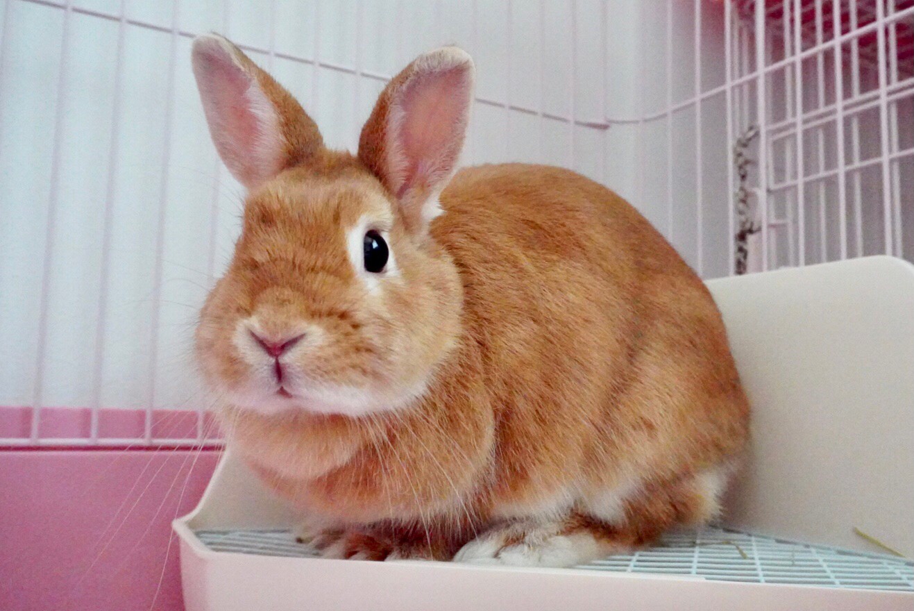 ☆新入りさん🐰保護うさぎさん20匹紹介致します✨☆ | 野良猫もみな