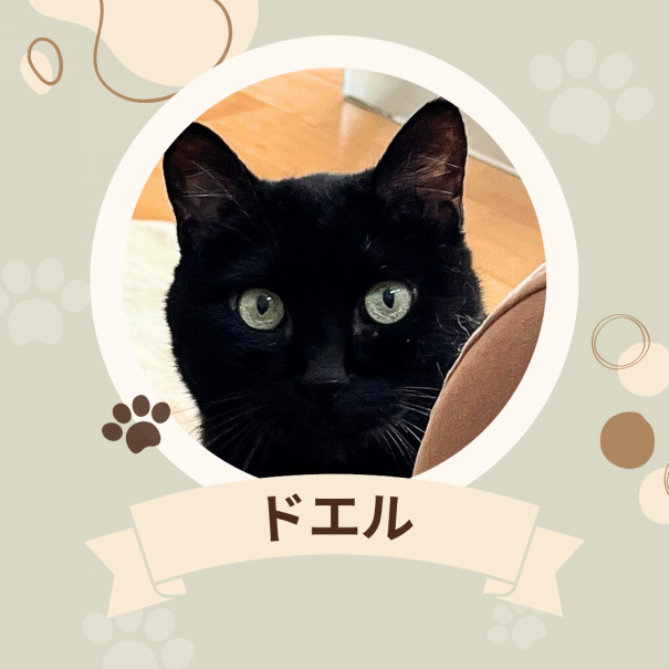 黒猫 | 野良猫もみな家族だよ／RABBITONALY