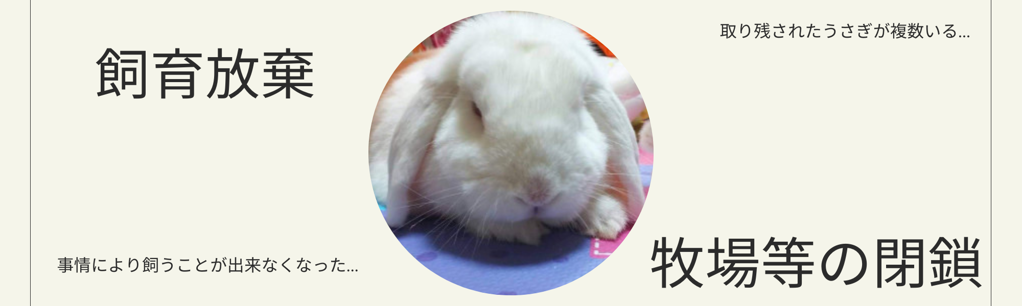 うさぎの保護 | 野良猫もみな家族だよ／RABBITONALY