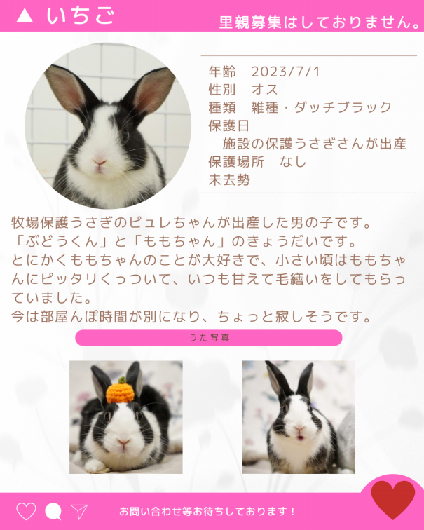 保護うさぎ紹介 | 野良猫もみな家族だよ／RABBITONALY