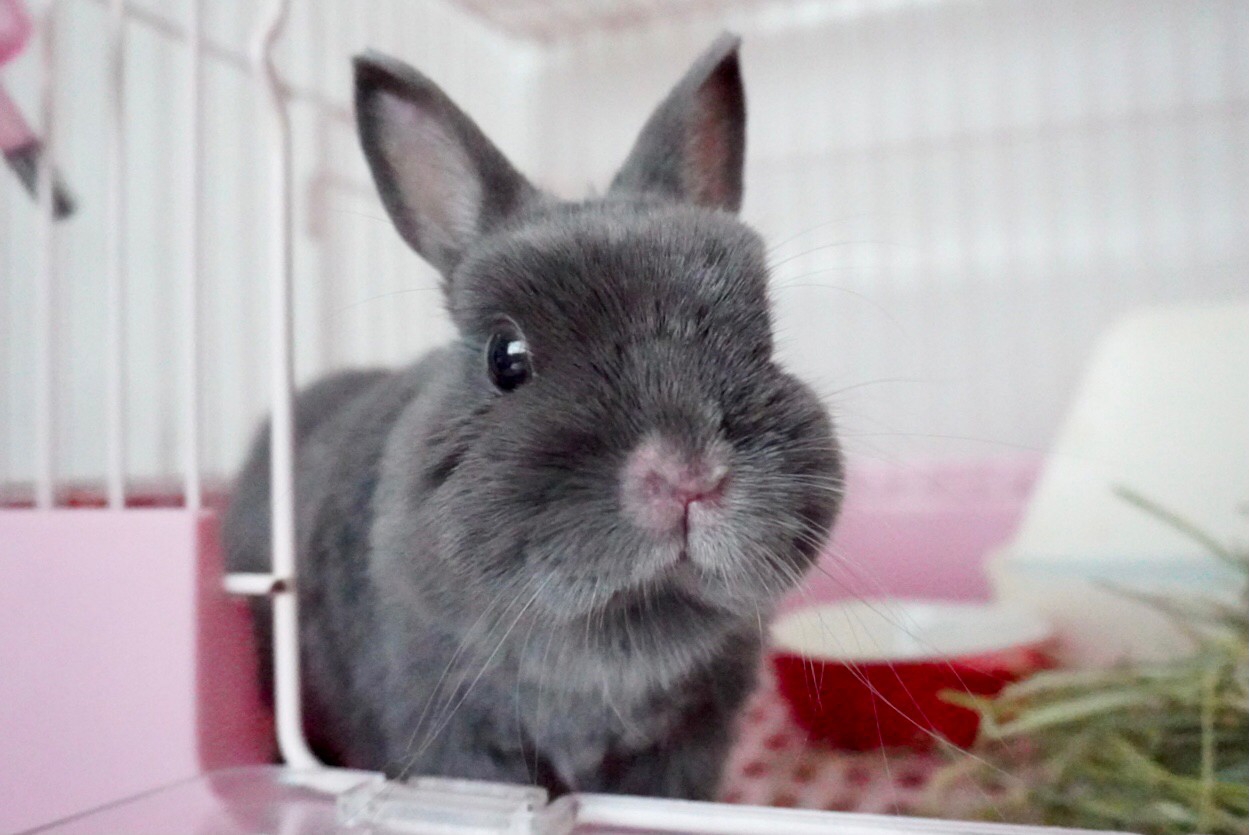 うさぎさん希望6点まとめ Reactions from Bunny 'Popo' when he was scolded ! - YouTube