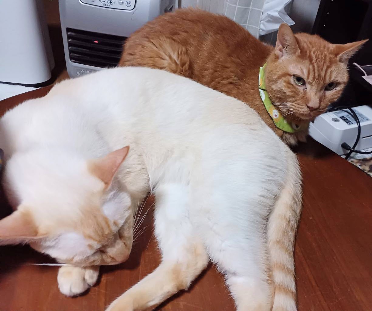 ほのぼのねこさん専用 FRalXl_UcAAfWgb.jpg