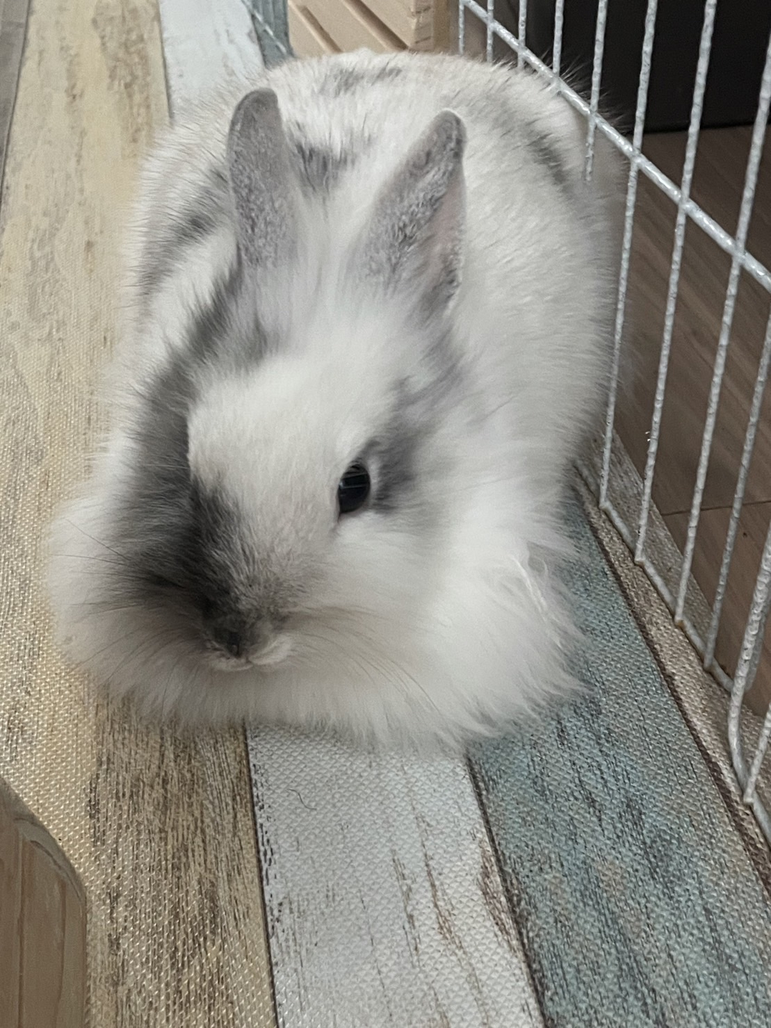 ☆もふちゃん🐰卒業です🎊✨ | 野良猫もみな家族だよ／RABBITONALY