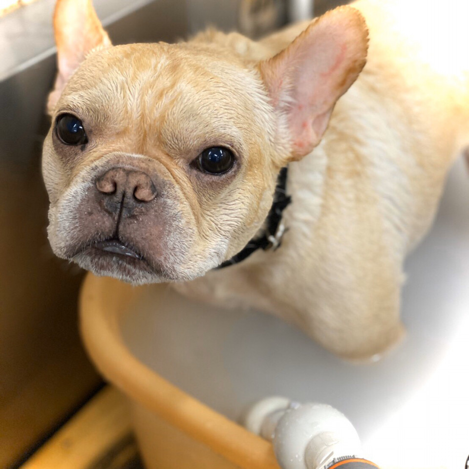 マイクロバブルと炭酸泉について Navel Dog ネイブルドッグ