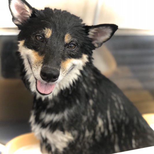 マイクロバブルと炭酸泉について Navel Dog ネイブルドッグ