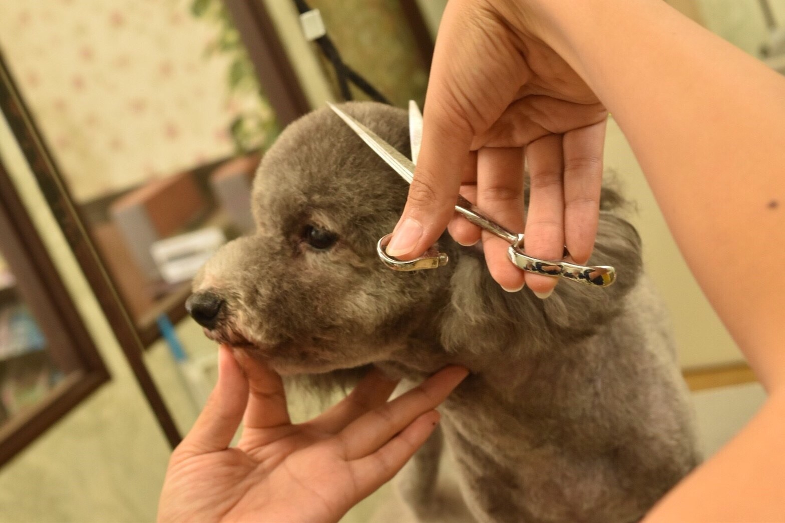 Trimming Navel Dog (ネイブルドッグ)