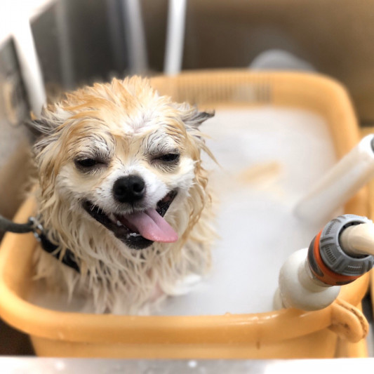 マイクロバブルと炭酸泉について Navel Dog ネイブルドッグ