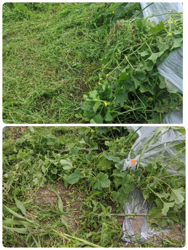 トマトの簡単雨よけとスイカ メロンのその後 浪漫人 Romanbito のこだわり菜園