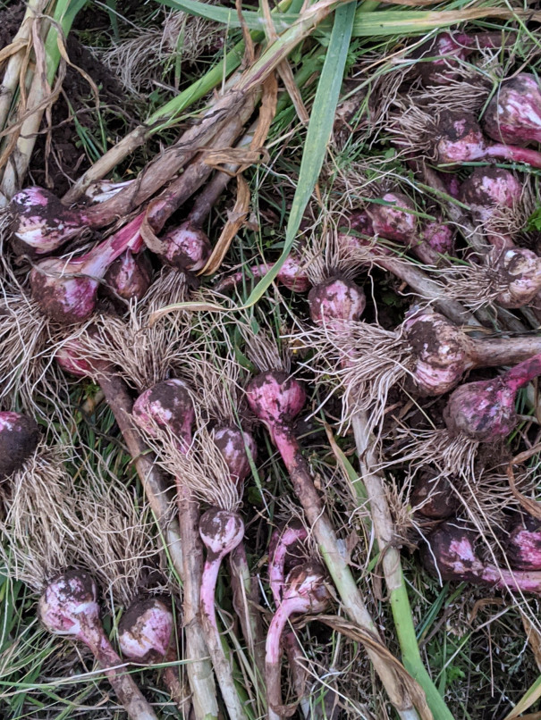 トホホ の玉ねぎとにんにく 浪漫人 Romanbito のこだわり菜園