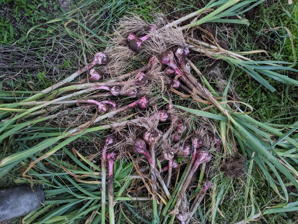 トホホ の玉ねぎとにんにく 浪漫人 Romanbito のこだわり菜園