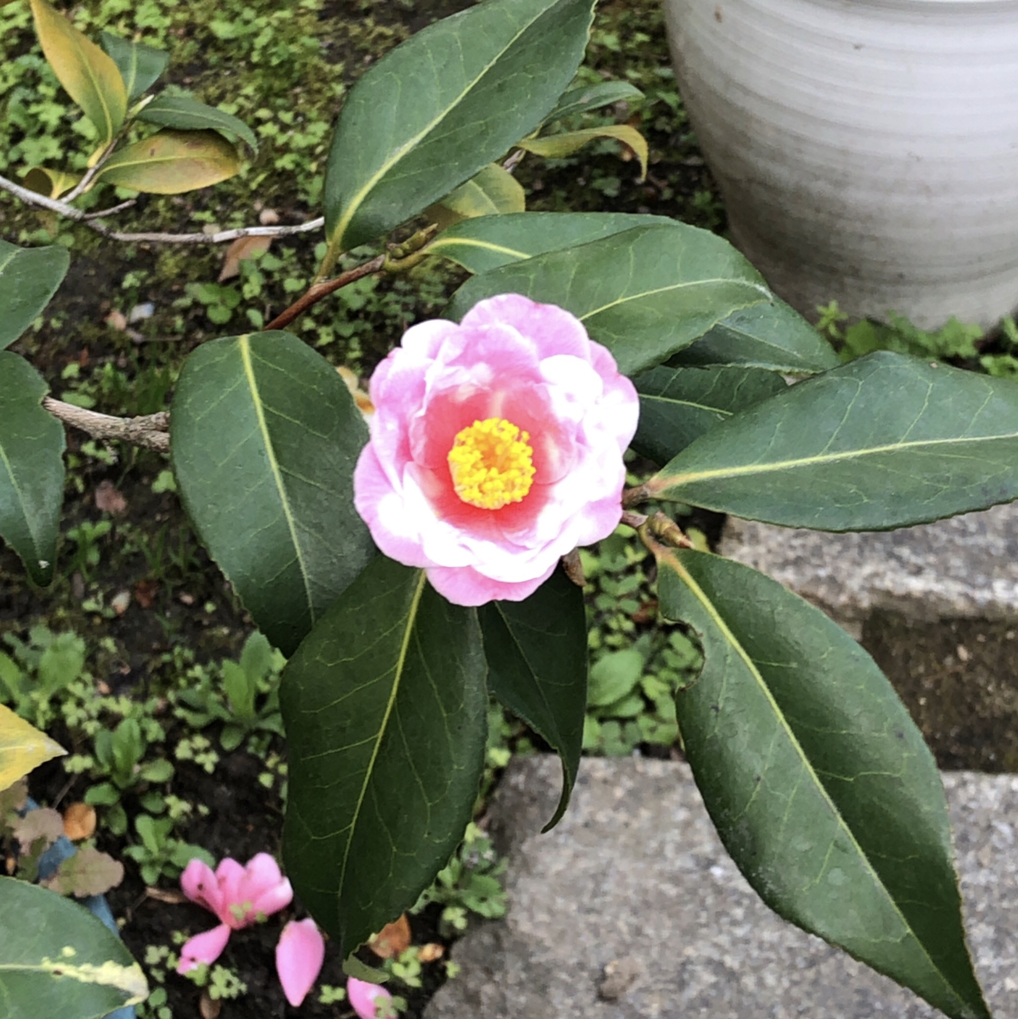 筒井氏の歴史 筒井氏同族研究会