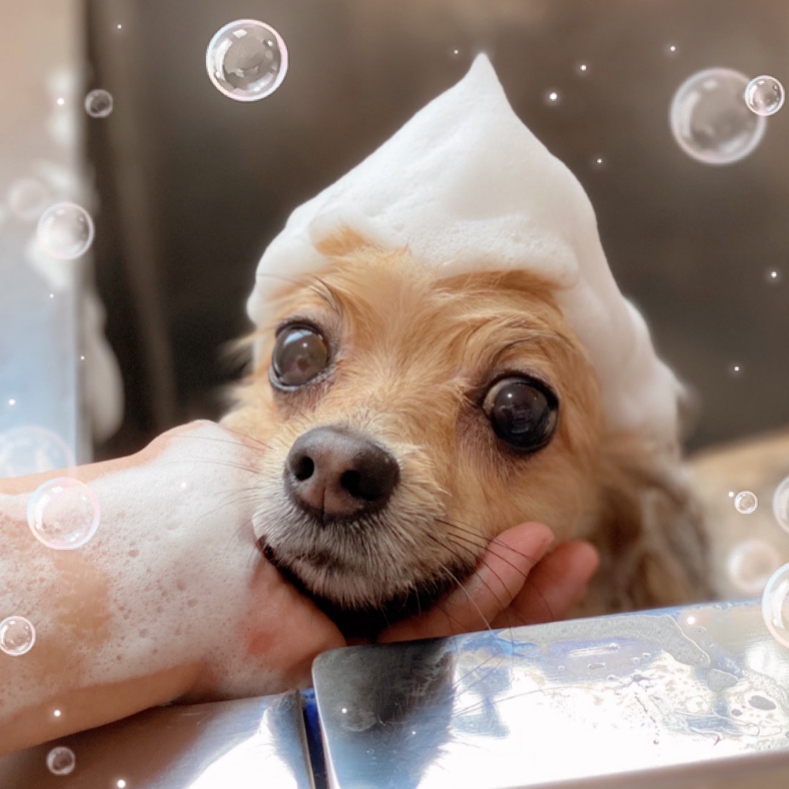 シルクの泡パックのご紹介✨ | Princess dog