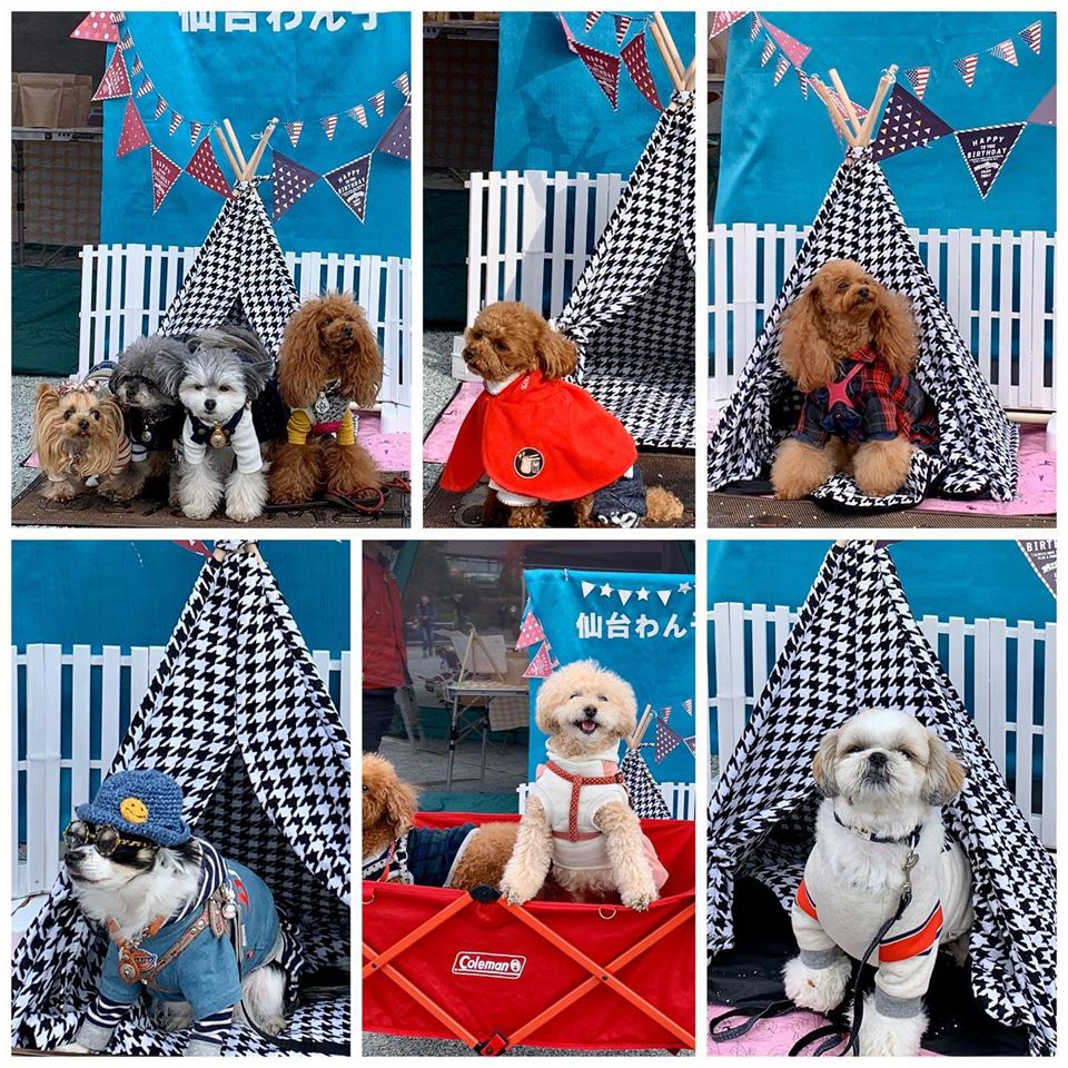 About Npo仙台わん子