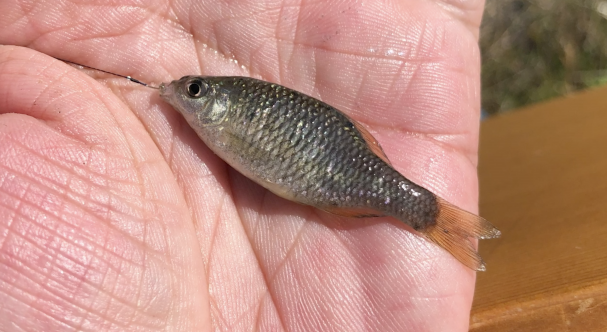 琵琶湖 タナゴ釣り 人生初のアブラボテ 一山ト 竹竿 和竿 東京 イチヤマト アメーバオウンド