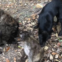 Youtube ページ4 高竜犬舎 Youtube ページ4 高竜犬舎