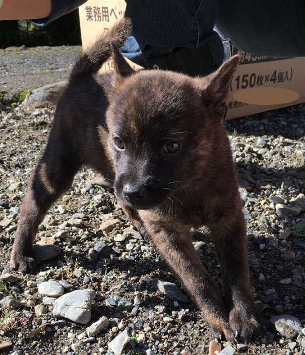 狩猟甲斐犬を繋ぐ大事な役目 高竜犬舎