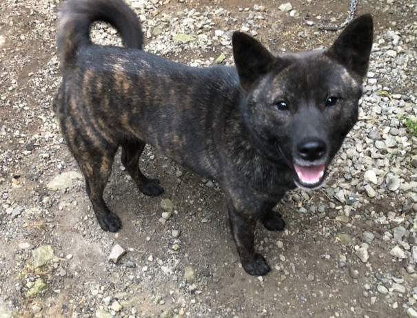 性格は母犬 顔は父犬 髙竜犬舎