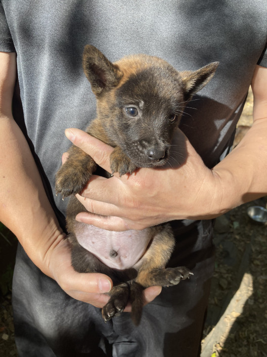 子犬情報 髙竜犬舎