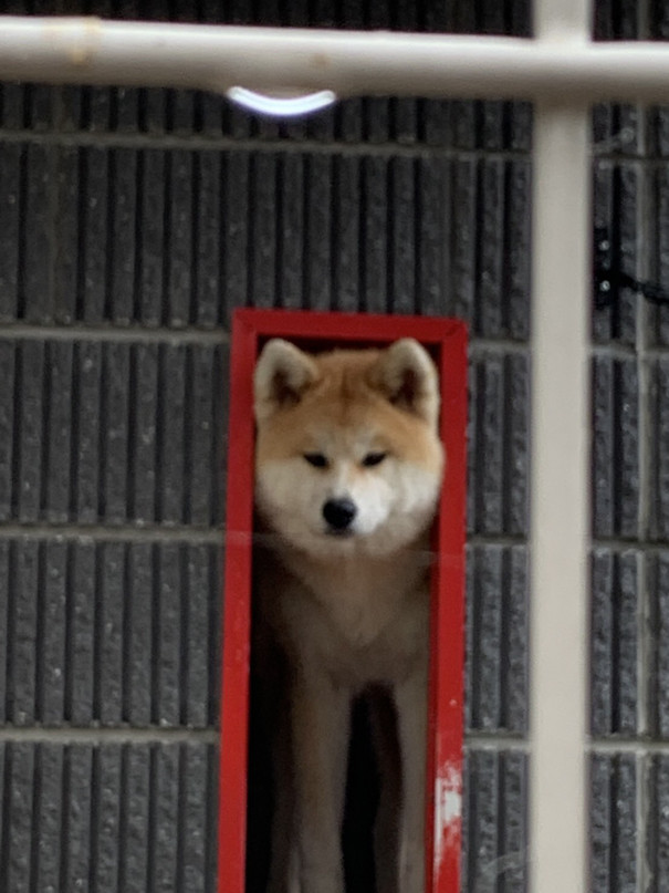 秋田犬 メス 7カ月 里親募集 髙竜犬舎