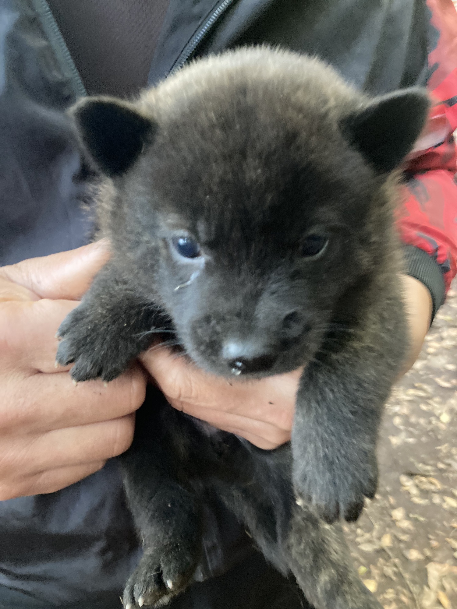 子犬情報 髙竜犬舎