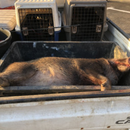 狩猟 ページ4 高竜犬舎 狩猟 ページ4 高竜犬舎