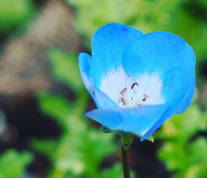 庭は賑やか 花ざかり Mother S Organic 庭は賑やか 花ざかり Mother S Organic