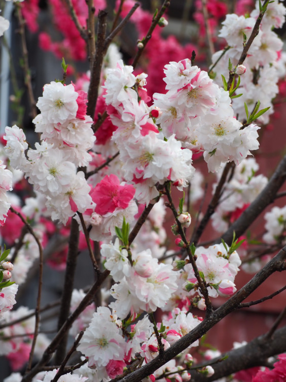 庭は賑やか 花ざかり Mother S Organic