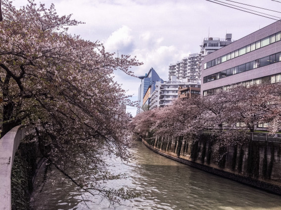 五反田スタートの目黒川桜並木run13キロ 16 4 9春 走る風景