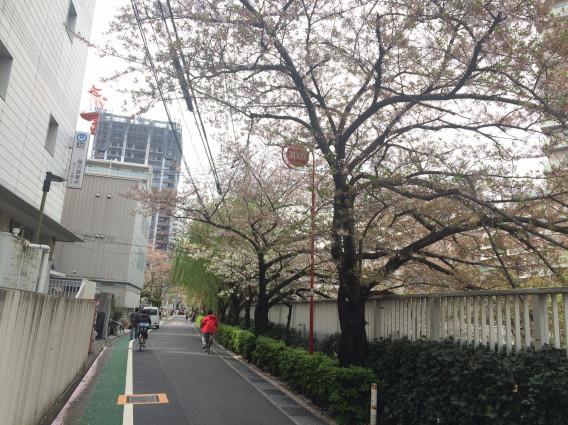 五反田スタートの目黒川桜並木run13キロ 16 4 9春 走る風景