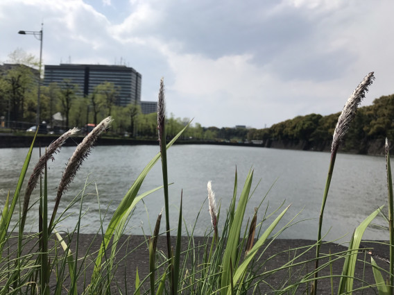 有楽町 上野往復 黒沢ビルステンドグラス Run11 3キロ 17 4 15春 走る風景 有楽町 上野往復 黒沢ビルステンドグラス Run11 3キロ 17 4 15春 走る風景