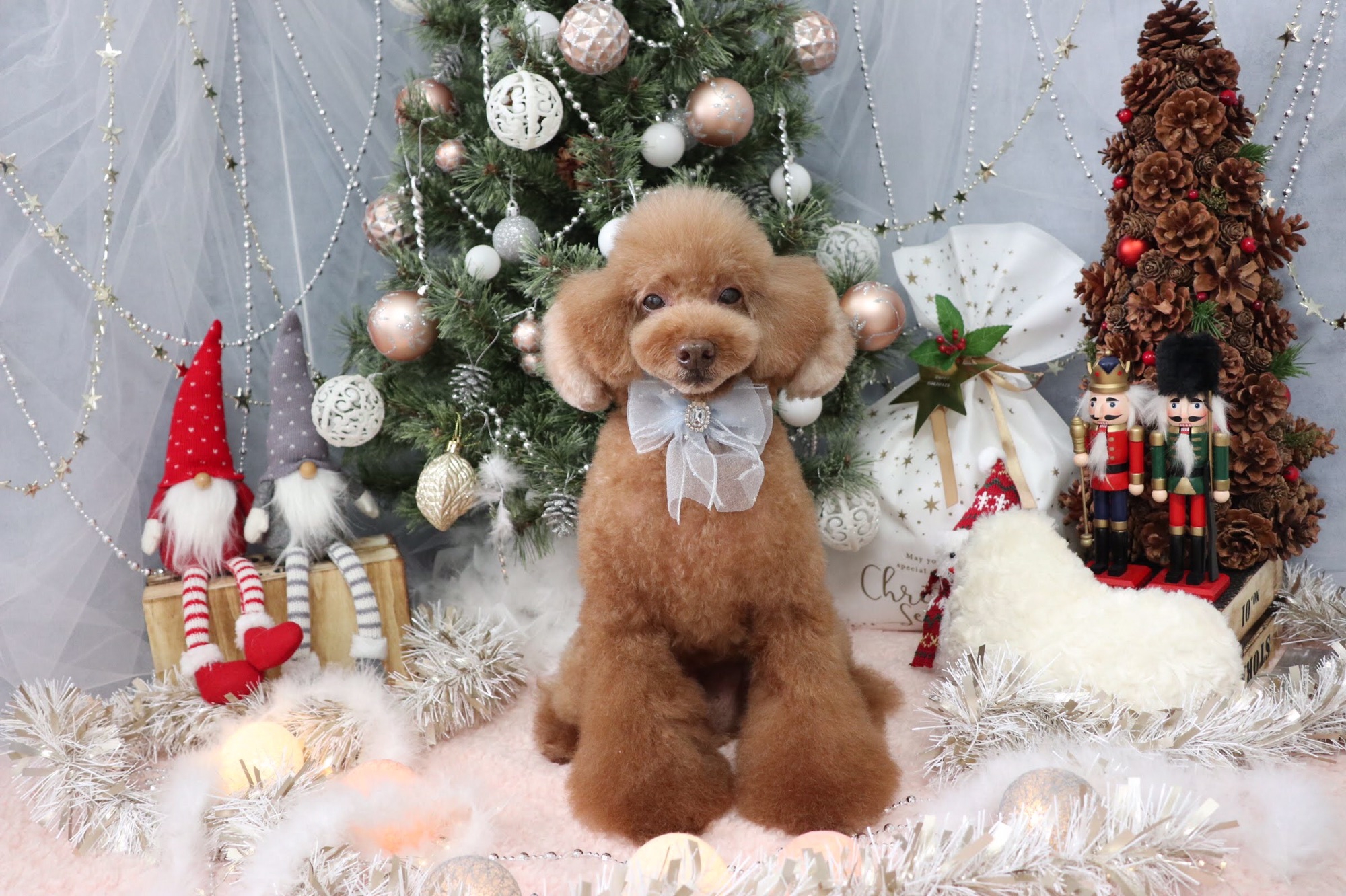 12月のフォトブース🎄🎁 | dog salon LeaLea*Dog