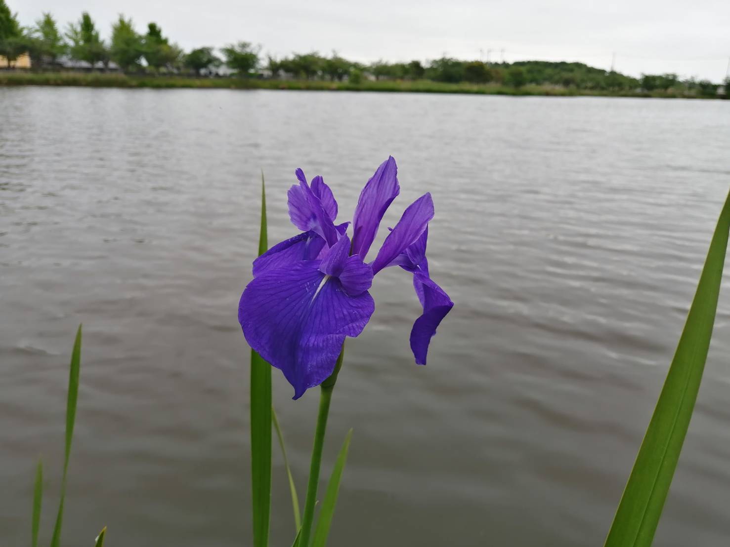 アヤメ ショウブ カキツバタ のお花の分類 見分け方 アイラボキッズ