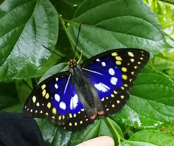 日本の国蝶 オオムラサキ アイラボキッズ